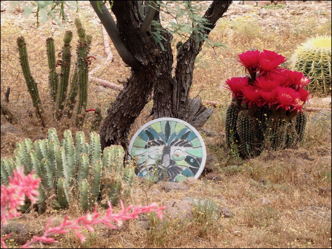 Flowering cacti under a tree